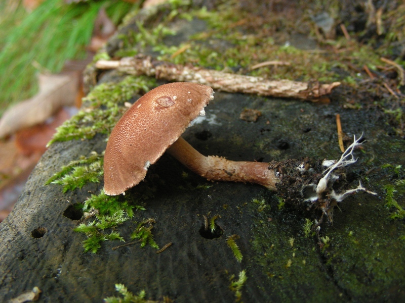 Escursione in riva al lago